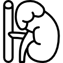 Adrenal Gland