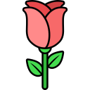 rosa 