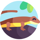 torrent-salamander icoon