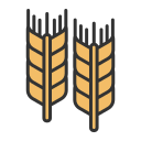 Wheat 