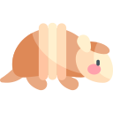 armadillo