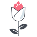 rosa