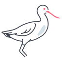 avoceta