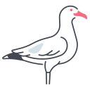 gaviota icon