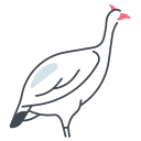 pavo icon