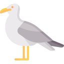 gaviota icon