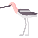 avoceta 