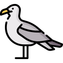 gaviota icon