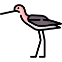 avoceta icon