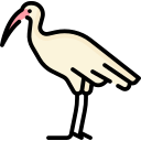 ibis 