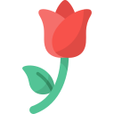 rosa icon