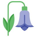 campanilla