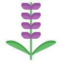 lavanda icon