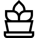 samambaia 