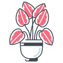calathea