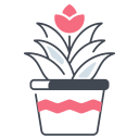 guzmania