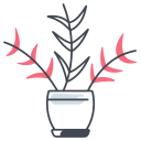 Parlor palm 