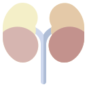 anatomy icon