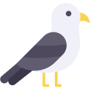 gaviota icon