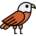 Águila