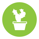 cacto icon