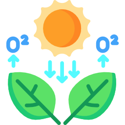 Photosynthesis - Free nature icons