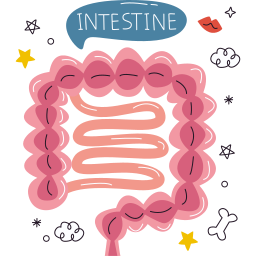 intestino 