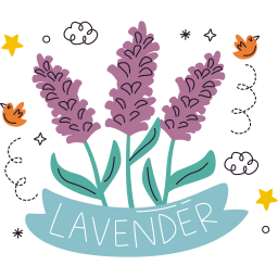 lavanda 