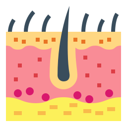 Epidermis - Free healthcare and medical icons