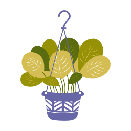 maranta 