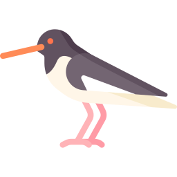 Oystercatcher - Free animals icons