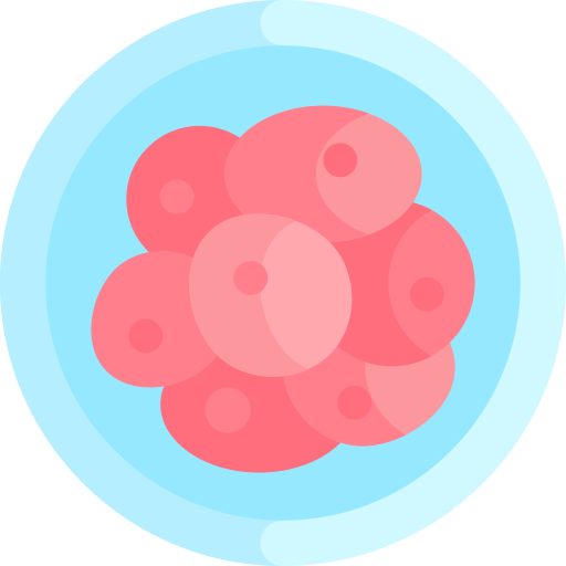 zygote Icône gratuit zygote Icône gratuit