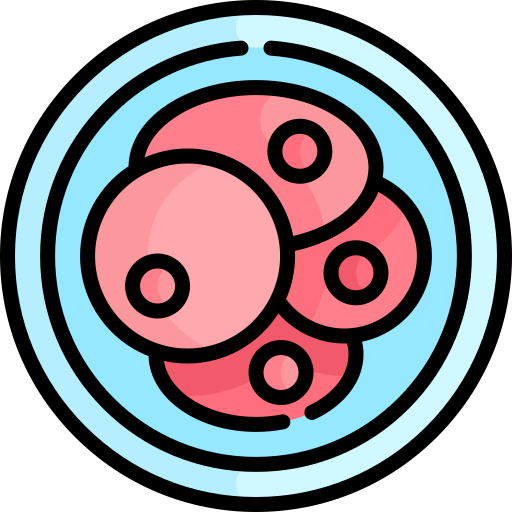 zygote Icône gratuit