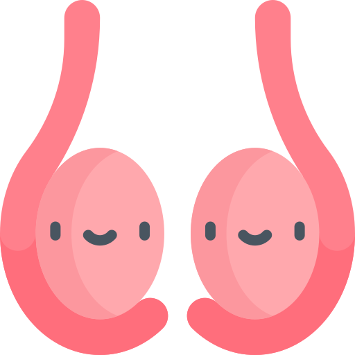 Testis free icon