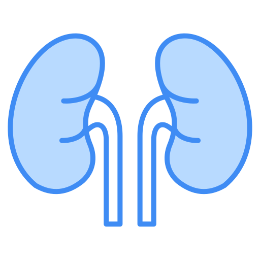 Kidneys Generic color lineal-color icon