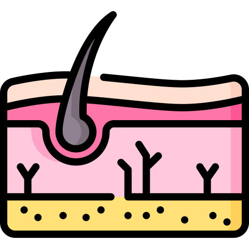 Skin layers - Free healthcare and medical icons