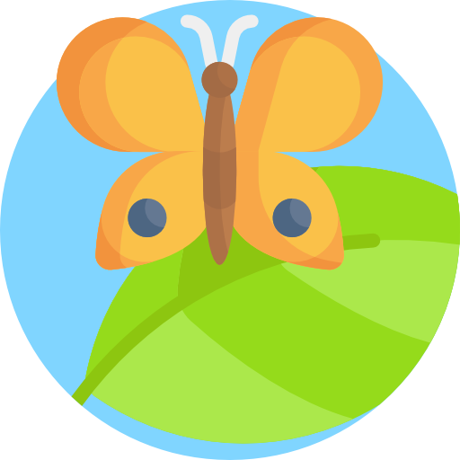 Butterfly - free icon