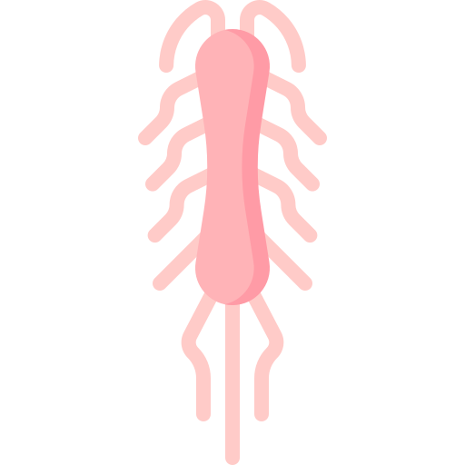 Salmonella typhi - Free education icons