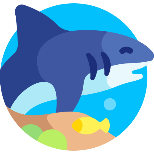 Акула бесплатно иконка