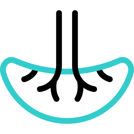 placenta icono gratis