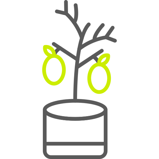 limoeiro grátis ícone