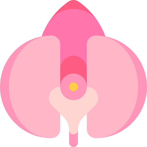 orquídea icono gratis