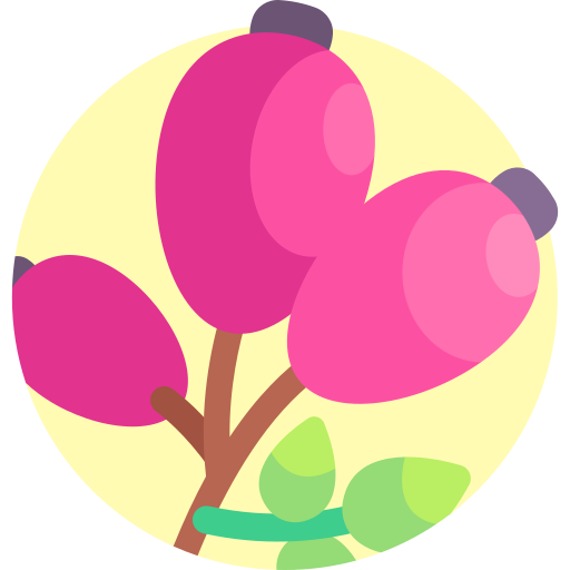 rosa mosqueta grátis ícone