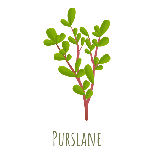 verdolaga icono gratis