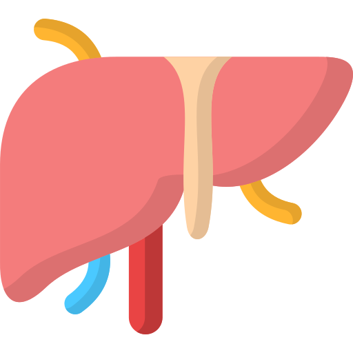 Liver Generic color fill icon