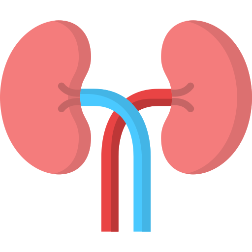 riñones icono gratis