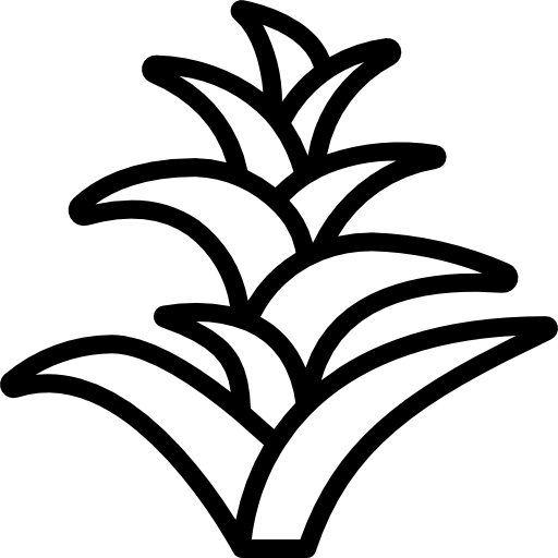 bromeliáceas icono gratis