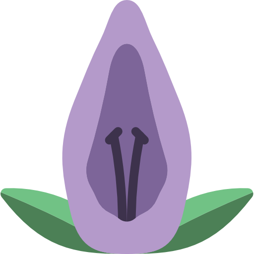 acanthaceae icono gratis