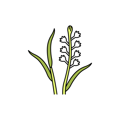 Flower free icon Flower free icon