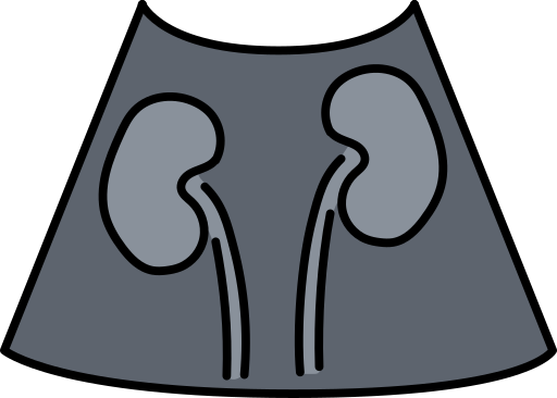 riñones icono gratis